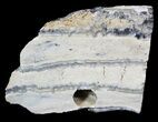 Mammoth Molar Slice - South Carolina #44089-1